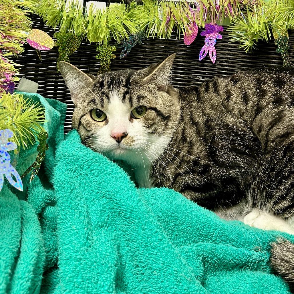 Scampuss, a Adoptable mixed breed in Henderson, NV image 1/6