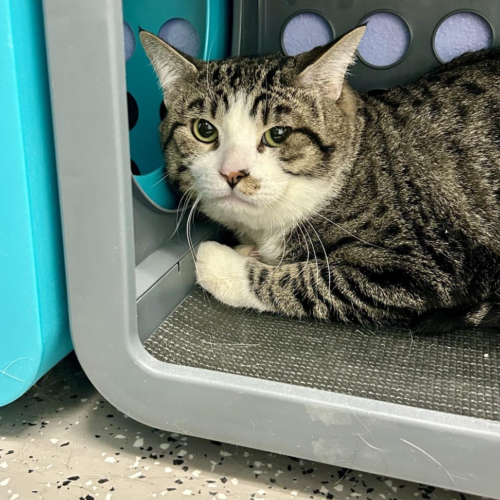 Scampuss, a Adoptable mixed breed in Henderson, NV image 5/6