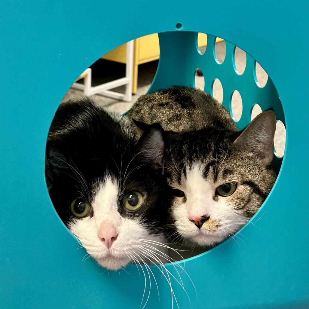 Scampuss, a Adoptable mixed breed in Henderson, NV image 6/6