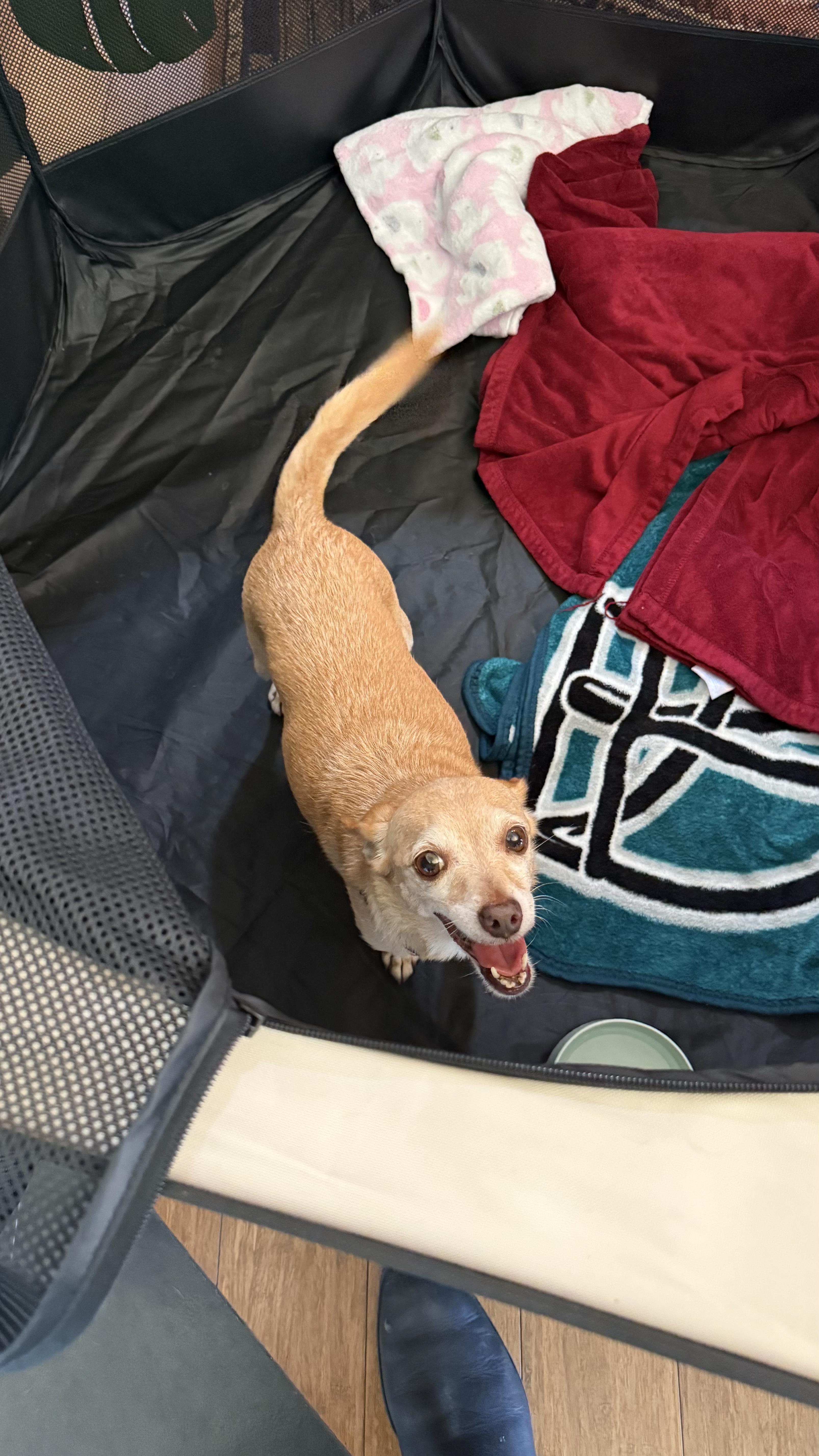 Enlarge Pablo, a ADOPTABLE mixed breed in Murrieta, CA image 2/2