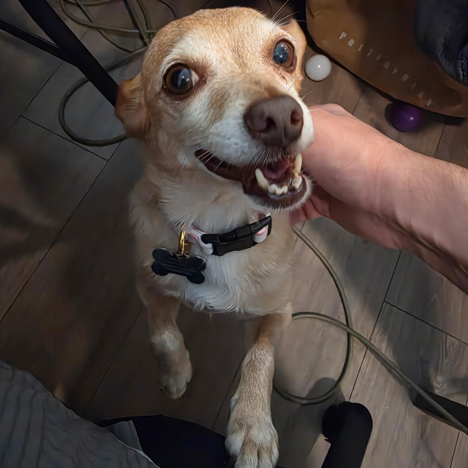 Pablo, ADOPTABLE, Senior Male Chihuahua.