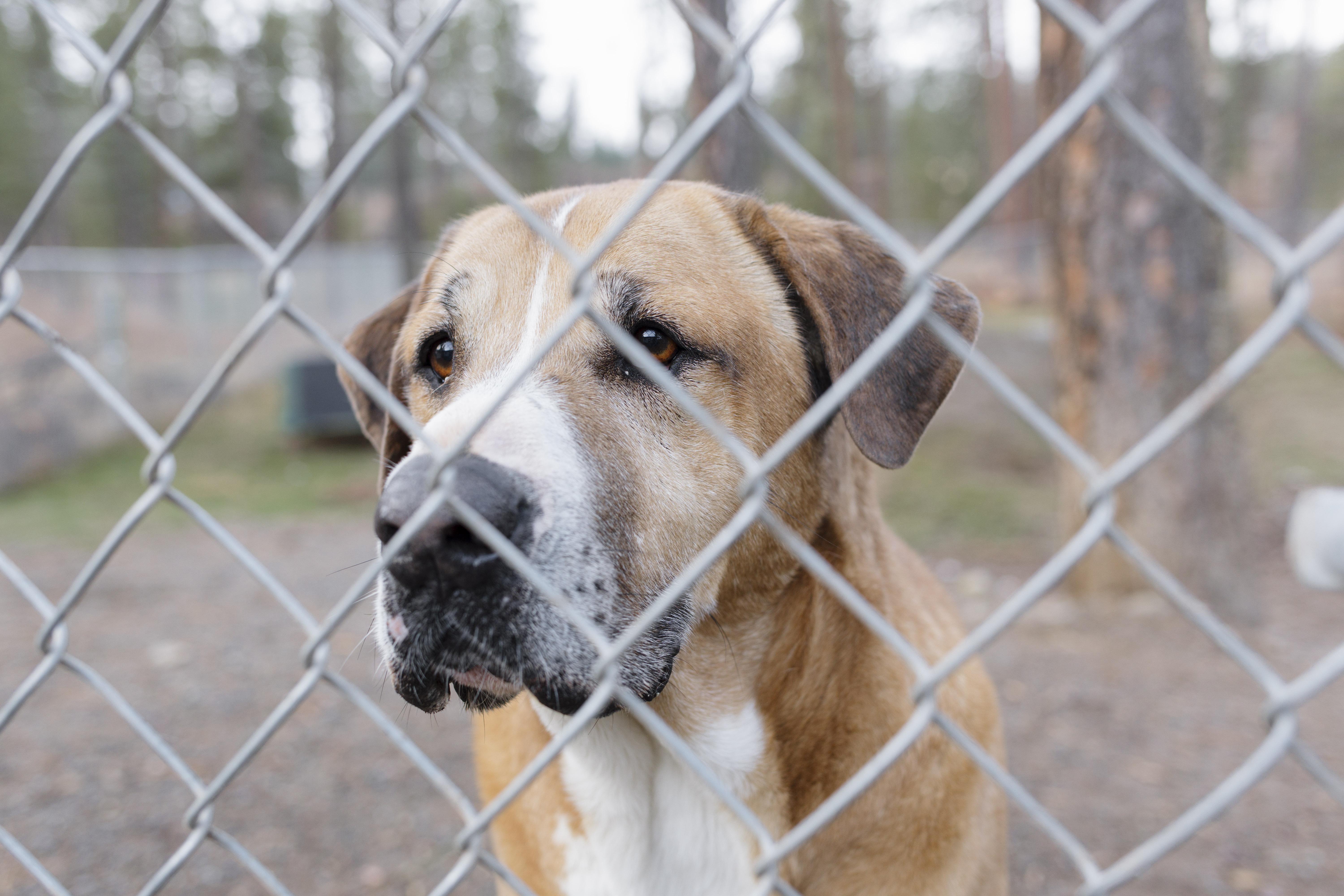 Walter, Adoptable, Adult Male Saint Bernard & Boxer.