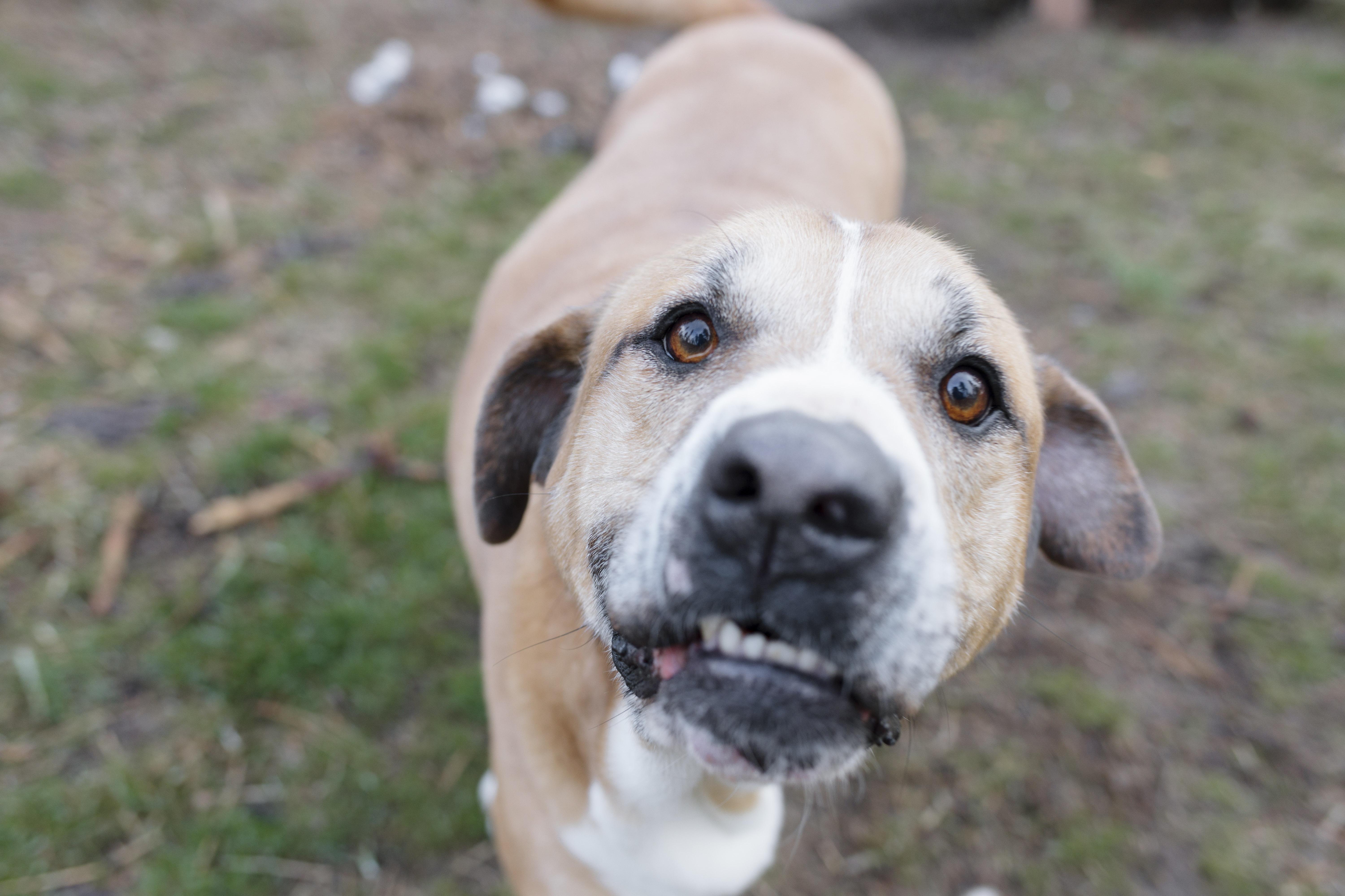Walter, a Adoptable mixed breed in Libby, MT image 2/4