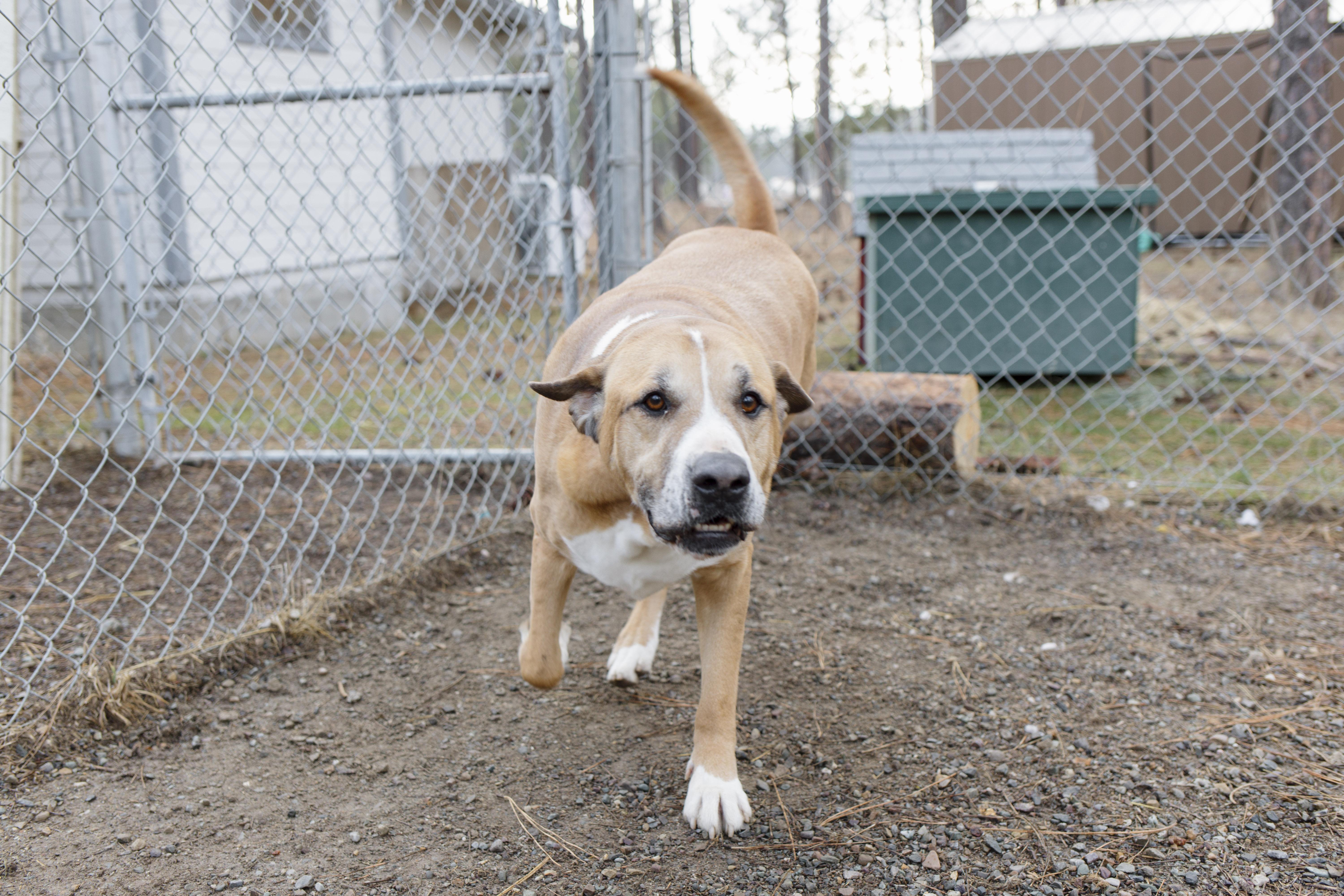 Walter, a Adoptable mixed breed in Libby, MT image 3/4