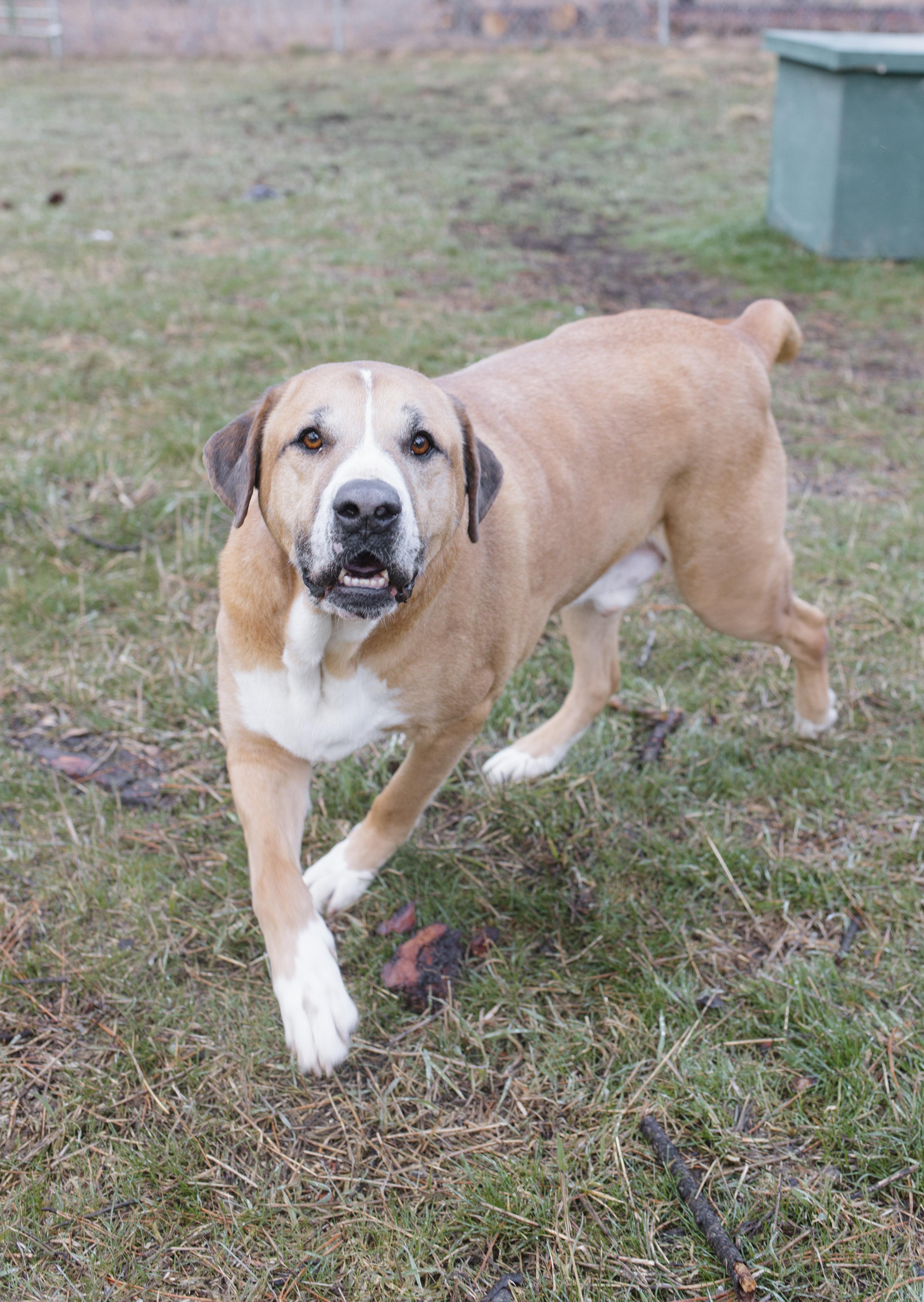 Walter, a Adoptable mixed breed in Libby, MT image 4/4