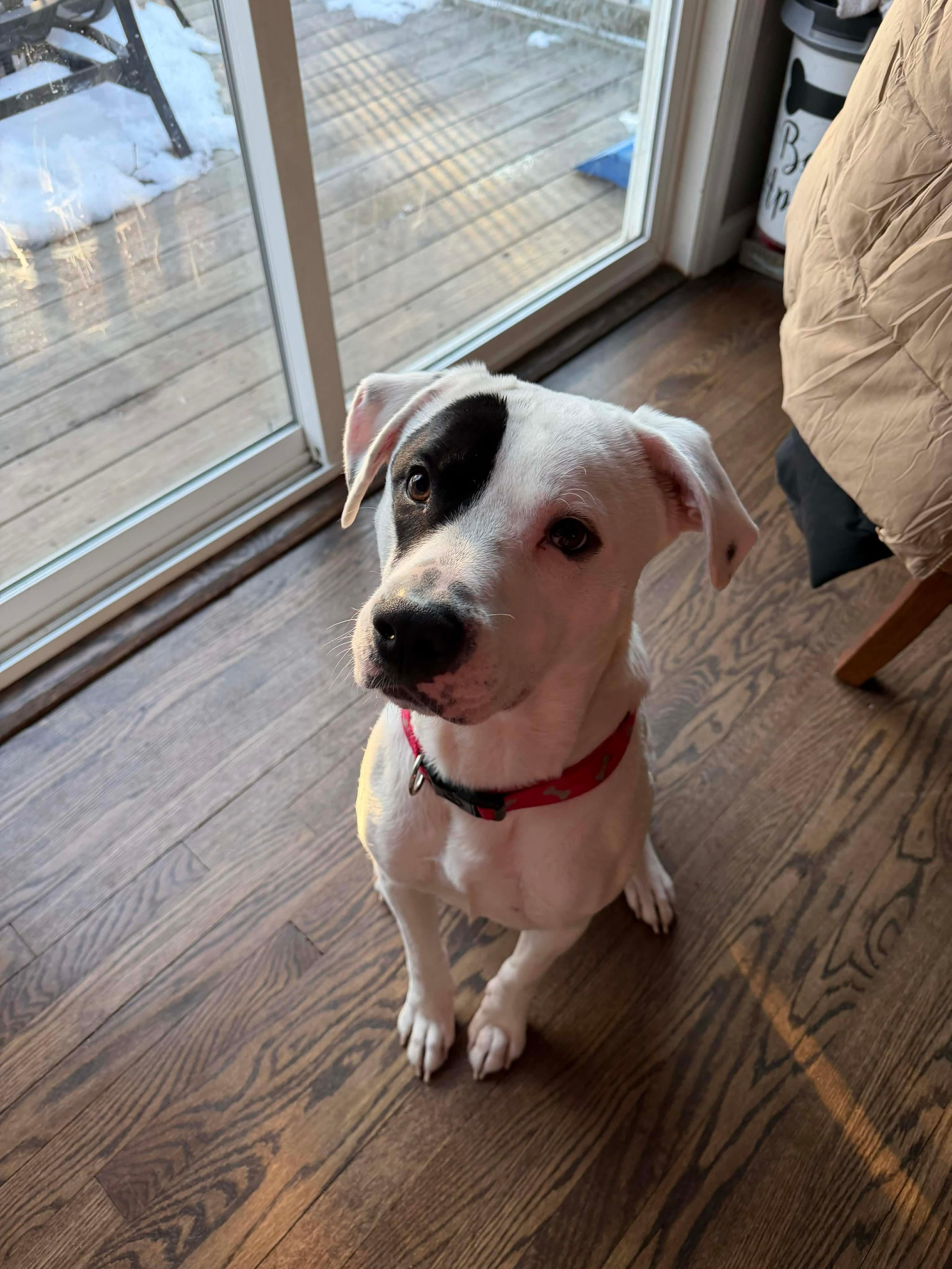 Enlarge Petey, a Adoptable mixed breed in Westwood, NJ image 1/5