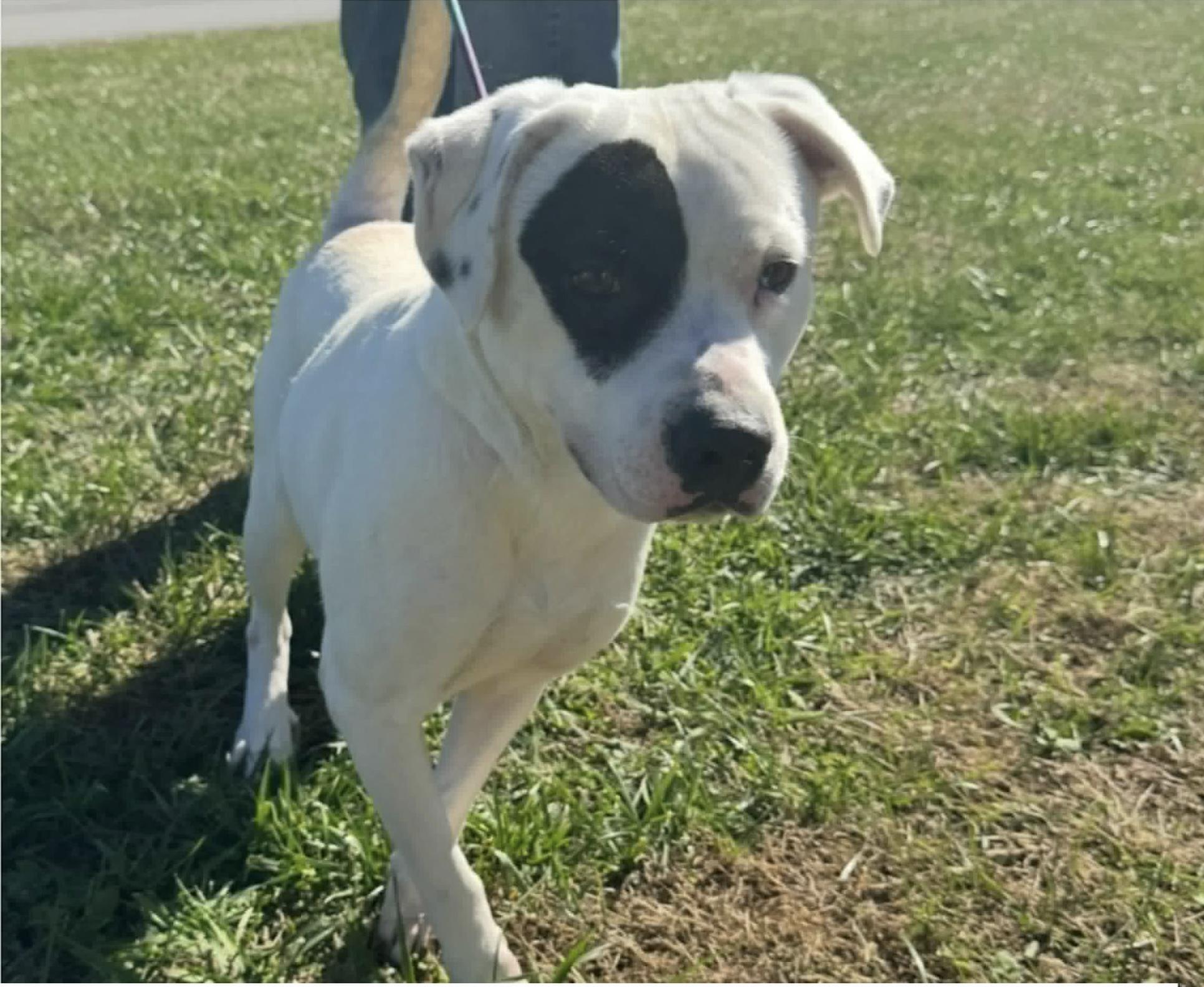 Enlarge Petey, a Adoptable mixed breed in Westwood, NJ image 2/5