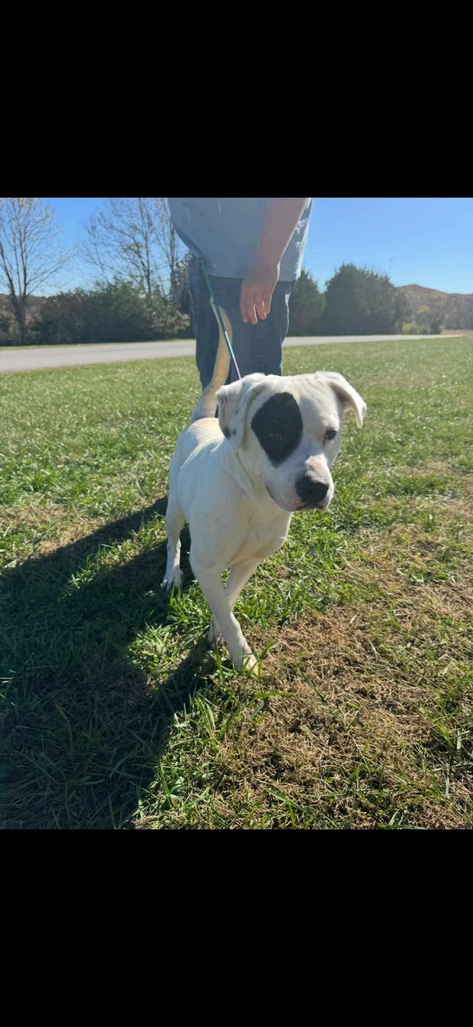 Enlarge Petey, a Adoptable mixed breed in Westwood, NJ image 3/5