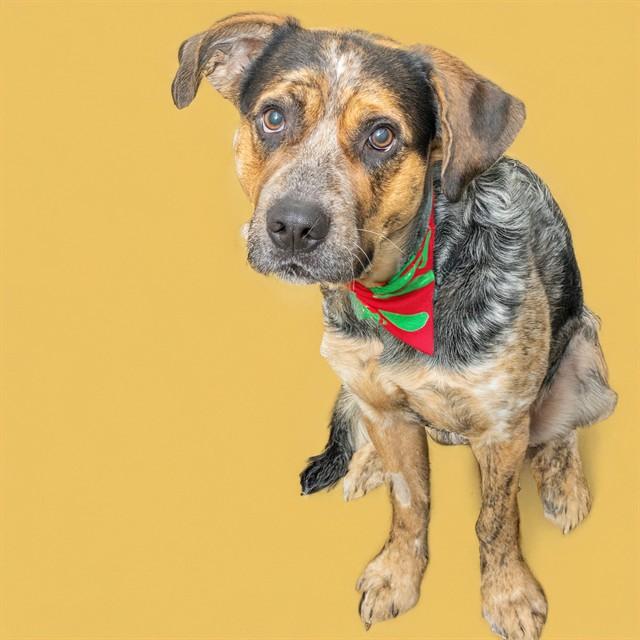 BENTLEY, Adoptable, Young Male Australian Cattle Dog / Blue Heeler & Mixed Breed.