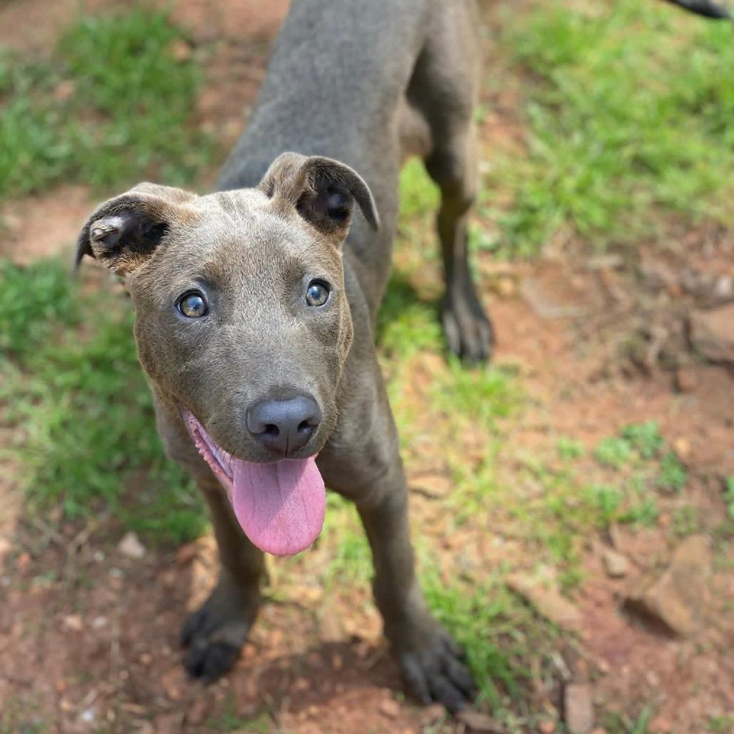 Enlarge Sage / Rose, a Adoptable Mixed Breed in Hamilton, GA image 2/6