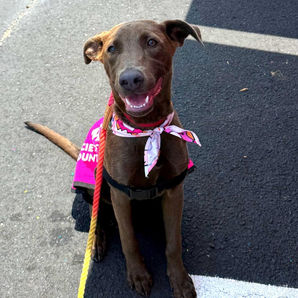 Enlarge Sage 8876, a Adoptable Mixed Breed in Hamilton, GA image 5/6