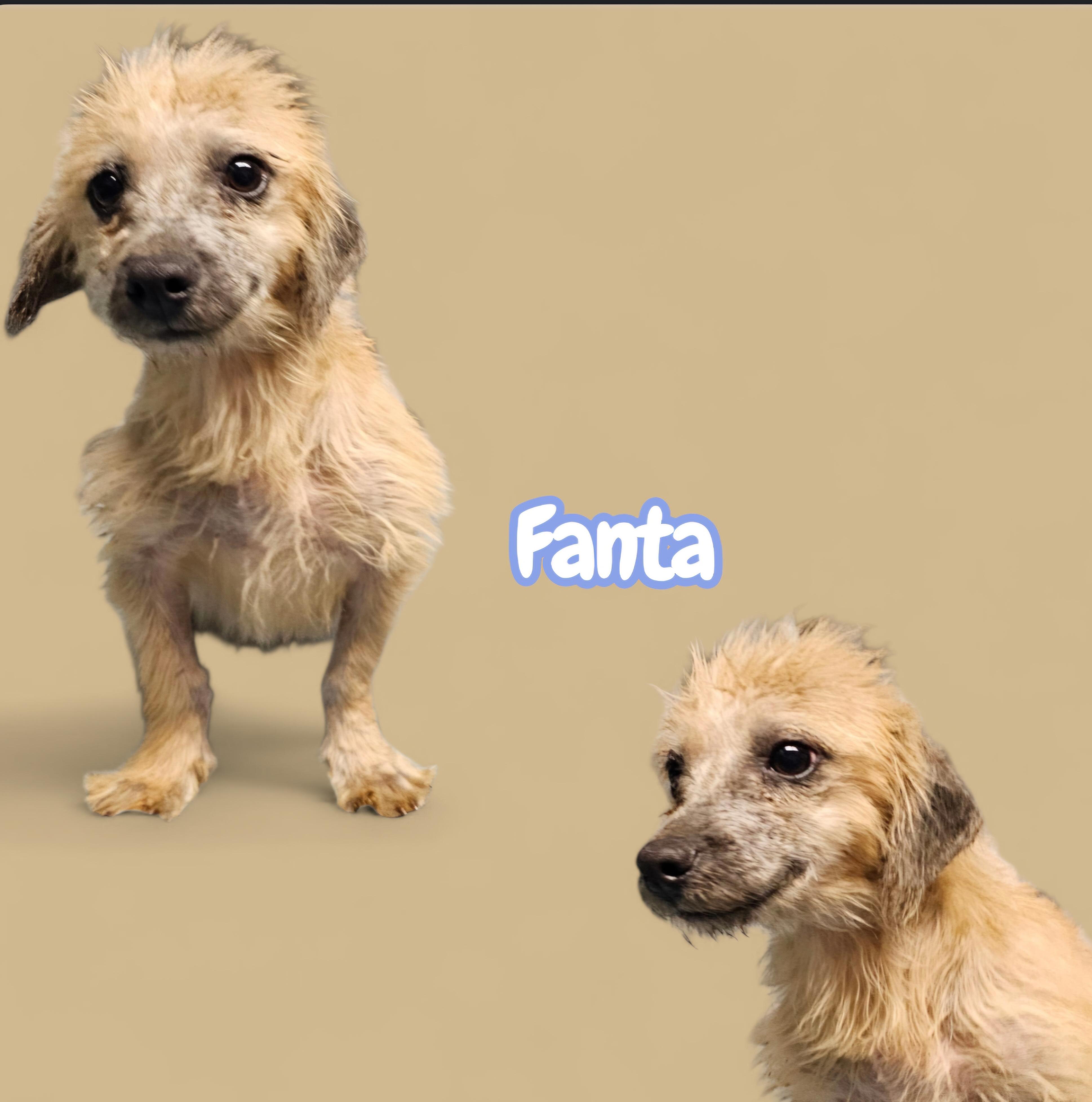 Fanta