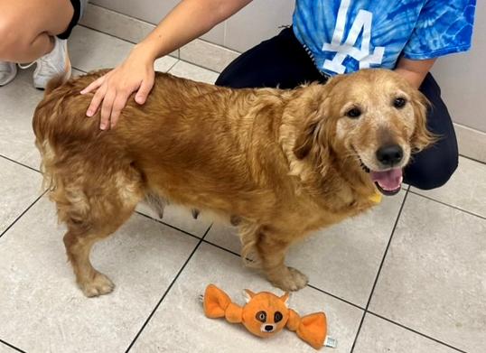 Enlarge Samantha, a ADOPTABLE Golden Retriever in Los Angeles, CA image 4/5