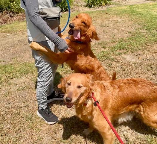 Enlarge Samantha, a ADOPTABLE Golden Retriever in Los Angeles, CA image 5/5