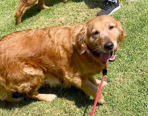 Enlarge Samantha, a ADOPTABLE Golden Retriever in Los Angeles, CA image 3/5