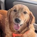 Enlarge Samantha, a ADOPTABLE Golden Retriever in Los Angeles, CA image 1/5