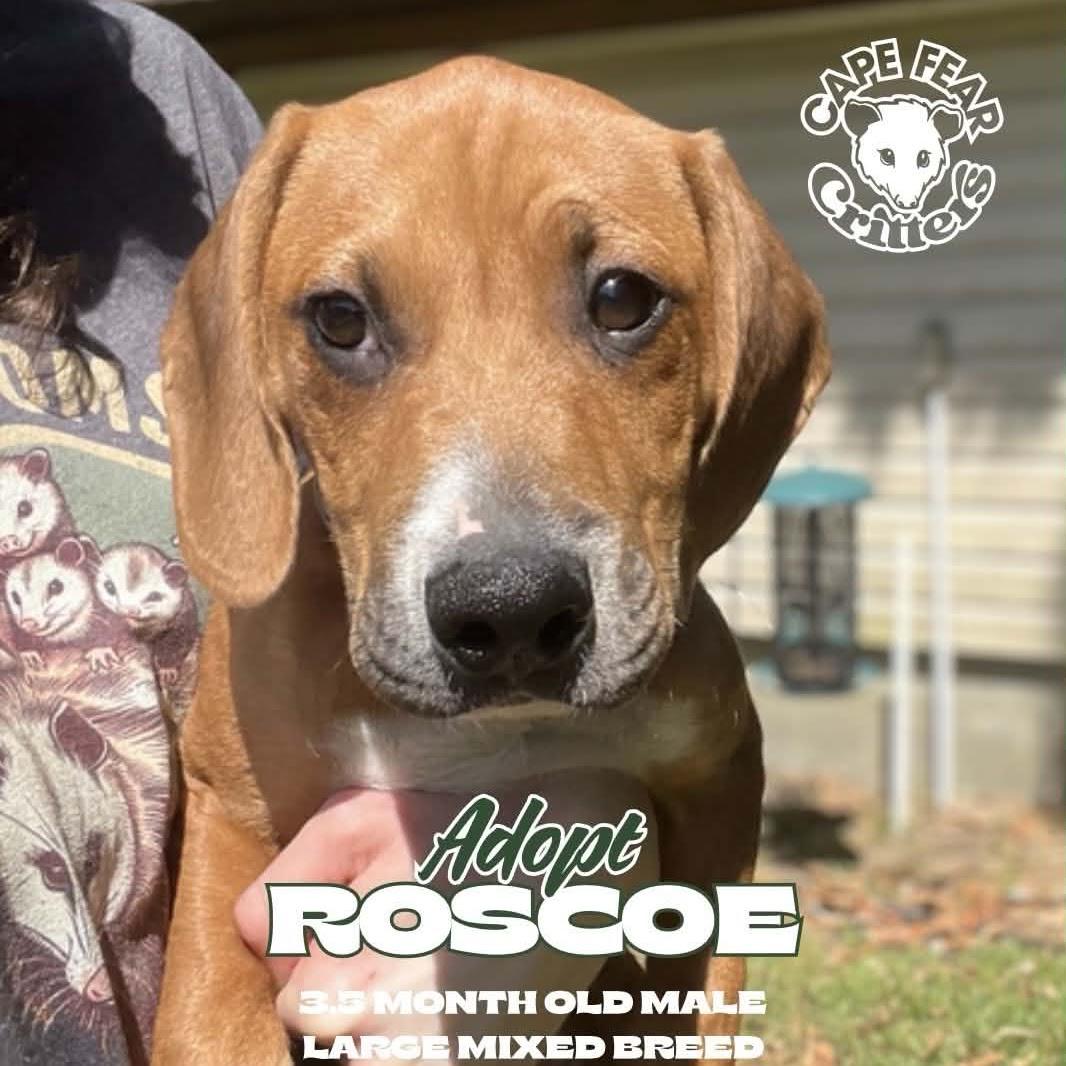 Enlarge Roscoe, a ADOPTABLE mixed breed in Wilmington, NC image 1/1