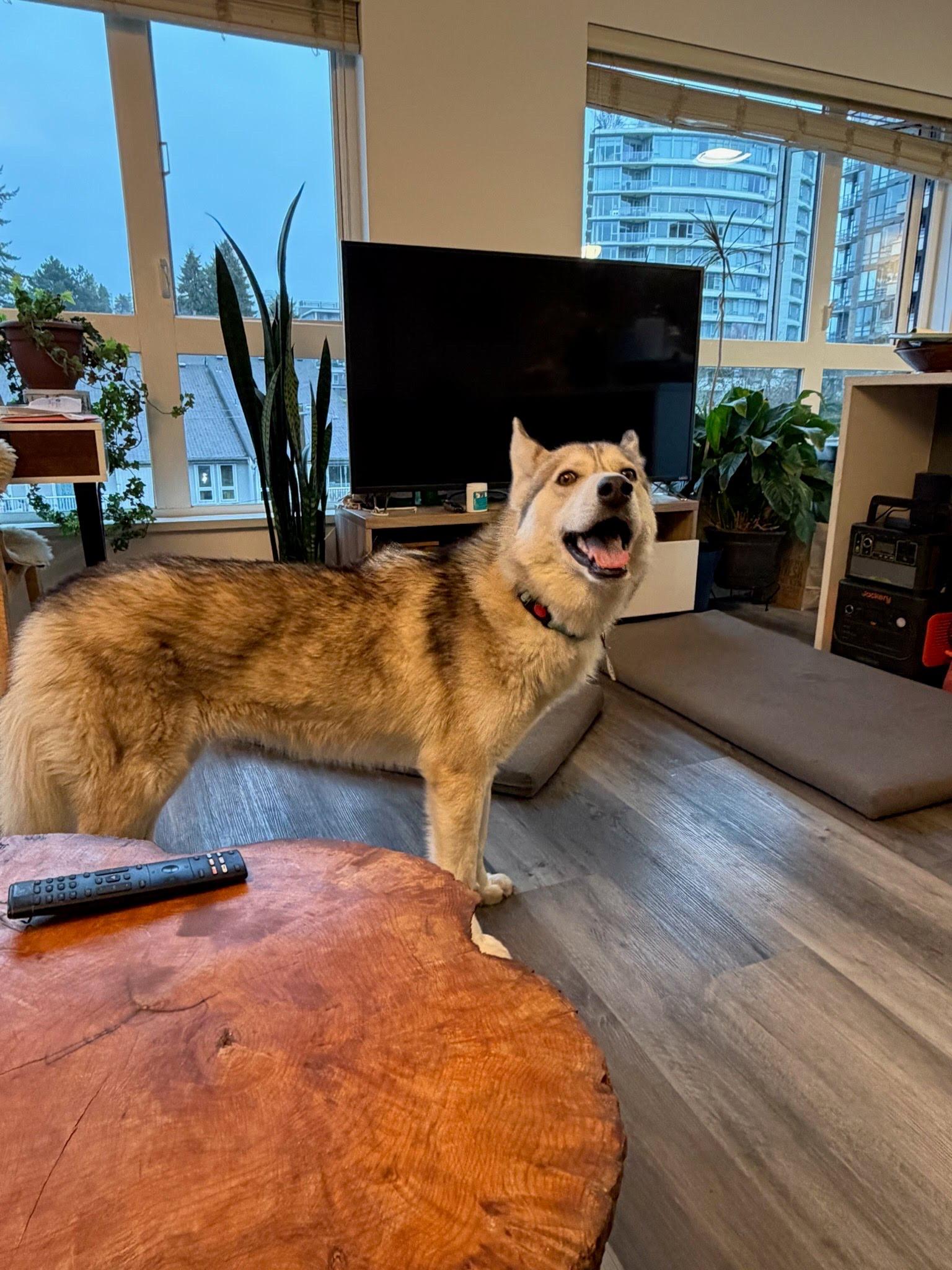 North, a ADOPTABLE mixed breed in Vancouver, BC image 3/6