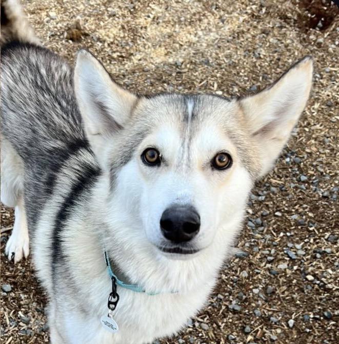 North, ADOPTABLE, Young Male Siberian Husky.