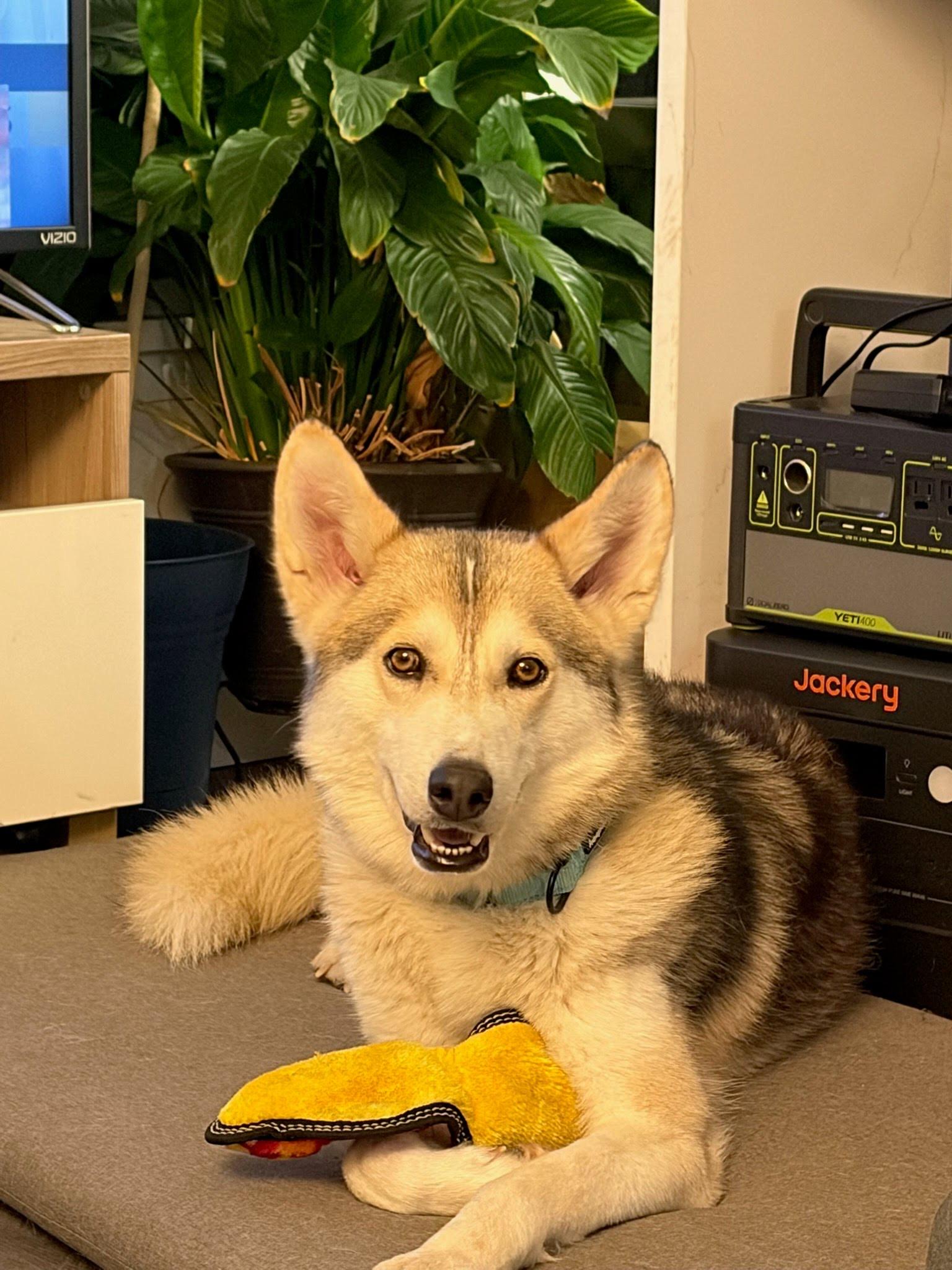 North, a ADOPTABLE mixed breed in Vancouver, BC image 2/6