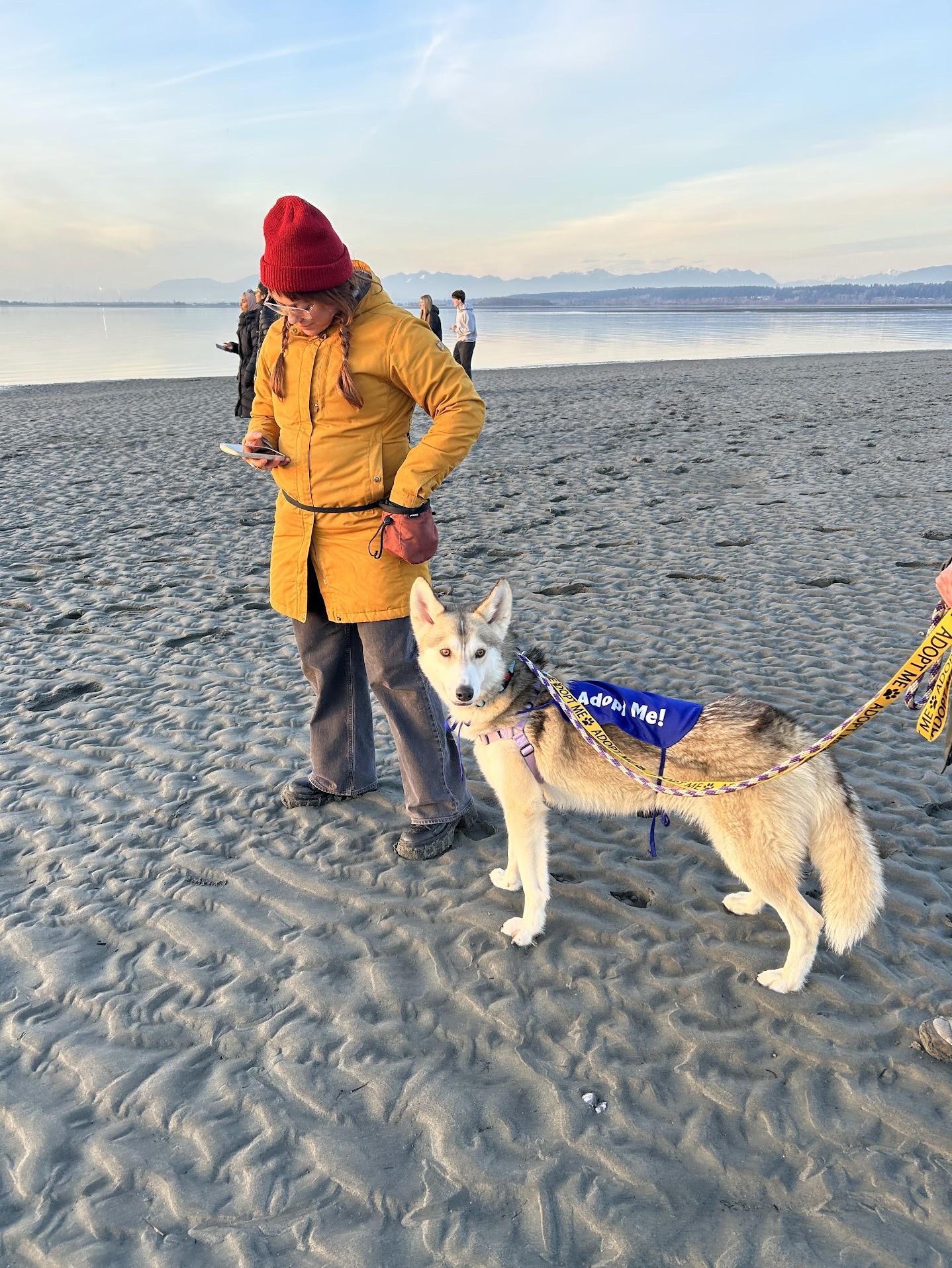North, a ADOPTABLE mixed breed in Vancouver, BC image 6/6
