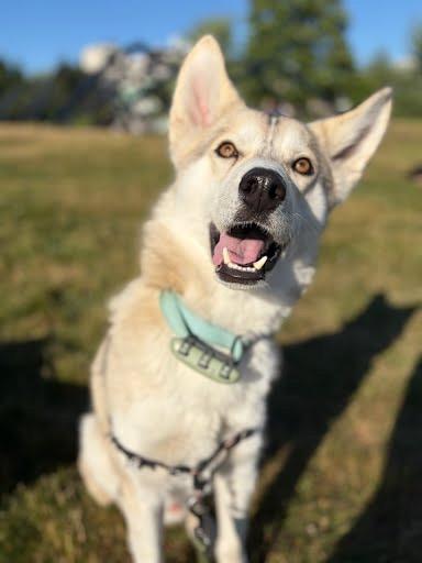 North, ADOPTABLE, Young Male Siberian Husky.