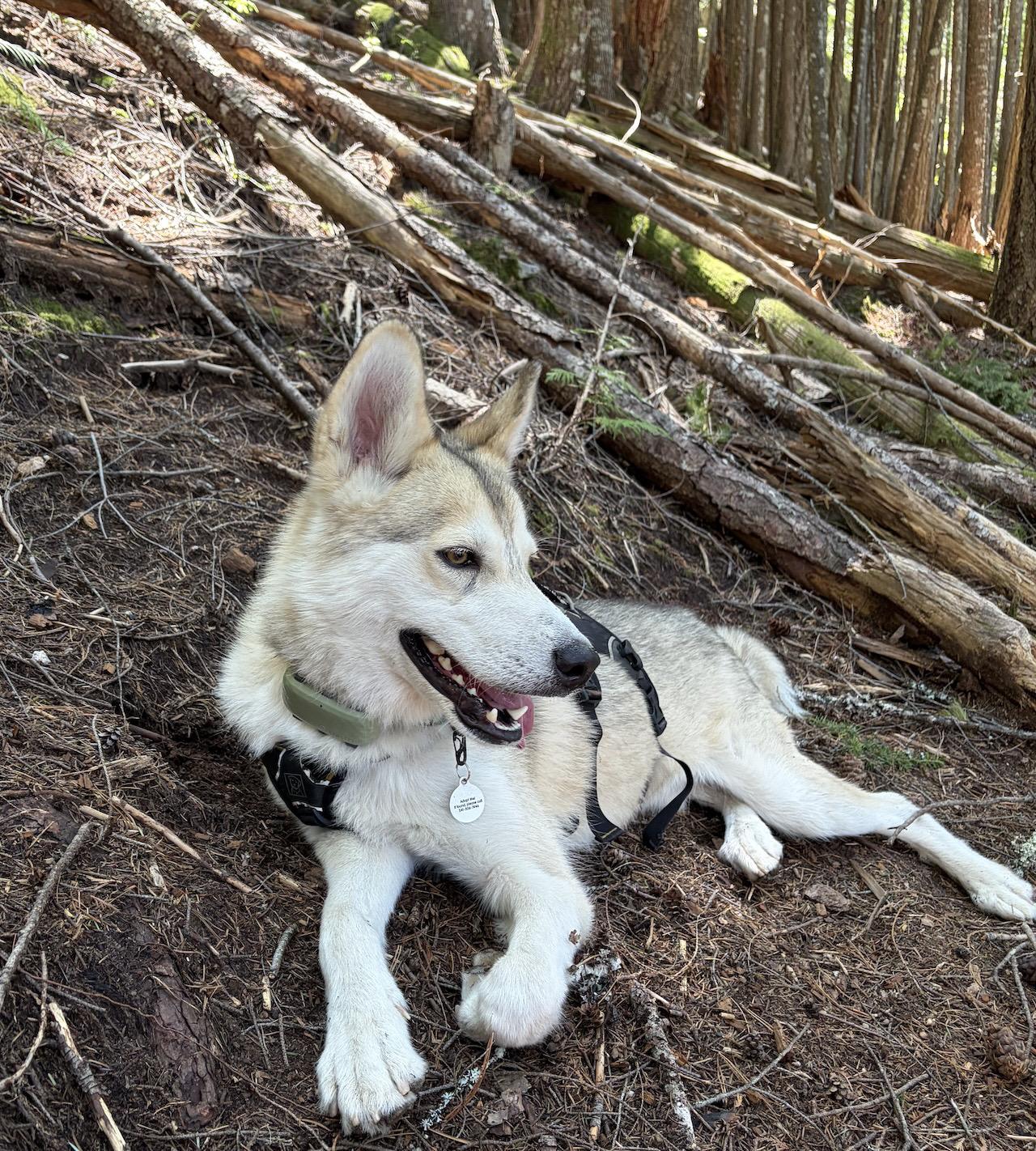 Enlarge North, a ADOPTABLE mixed breed in Vancouver, BC image 1/6