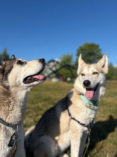 Enlarge North, a ADOPTABLE mixed breed in Vancouver, BC image 2/6