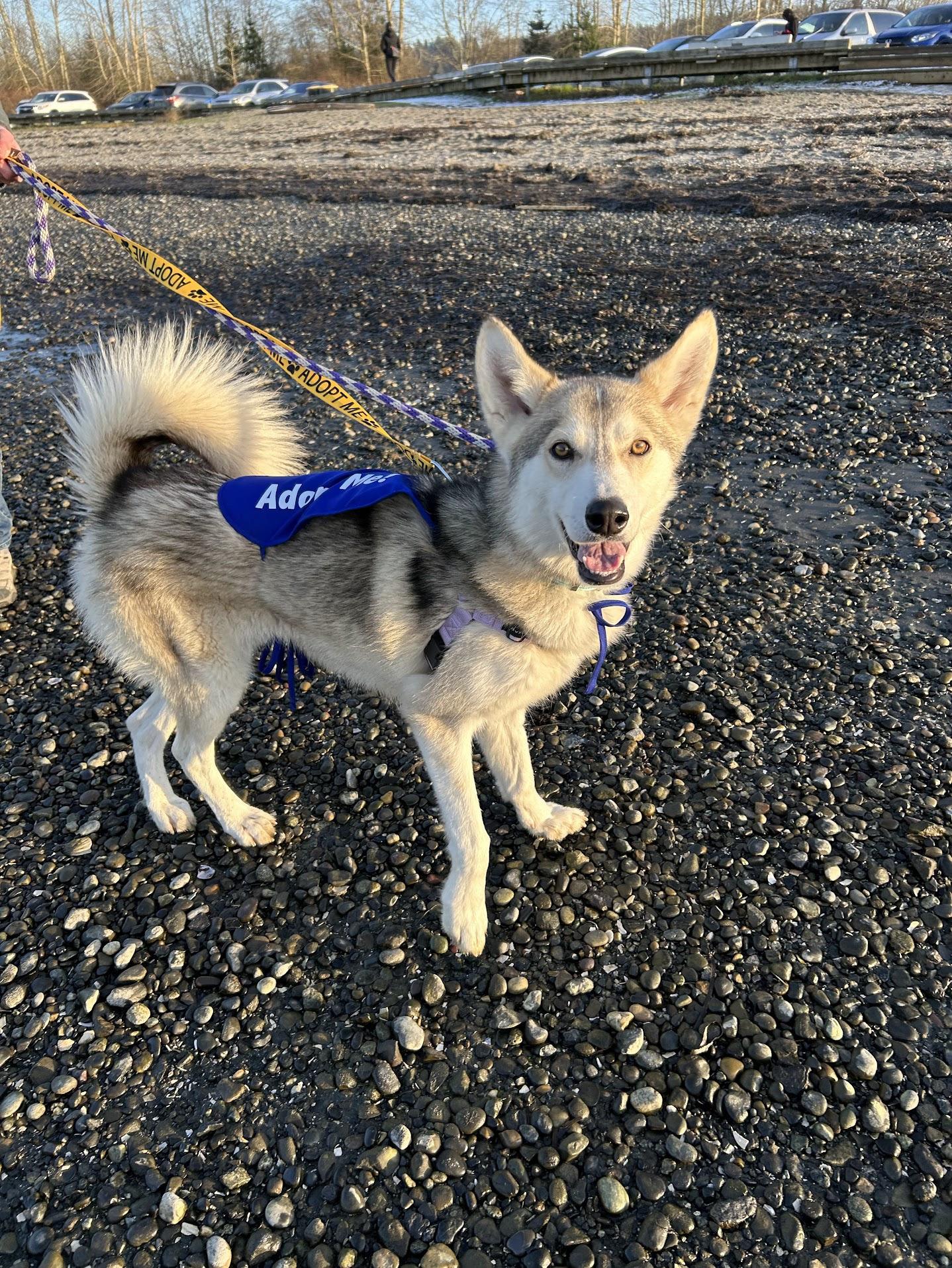 North, a ADOPTABLE mixed breed in Vancouver, BC image 5/6