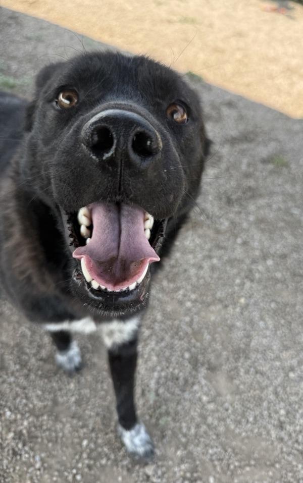 Enlarge Willy, a Adoptable mixed breed in Great Falls, MT image 1/1