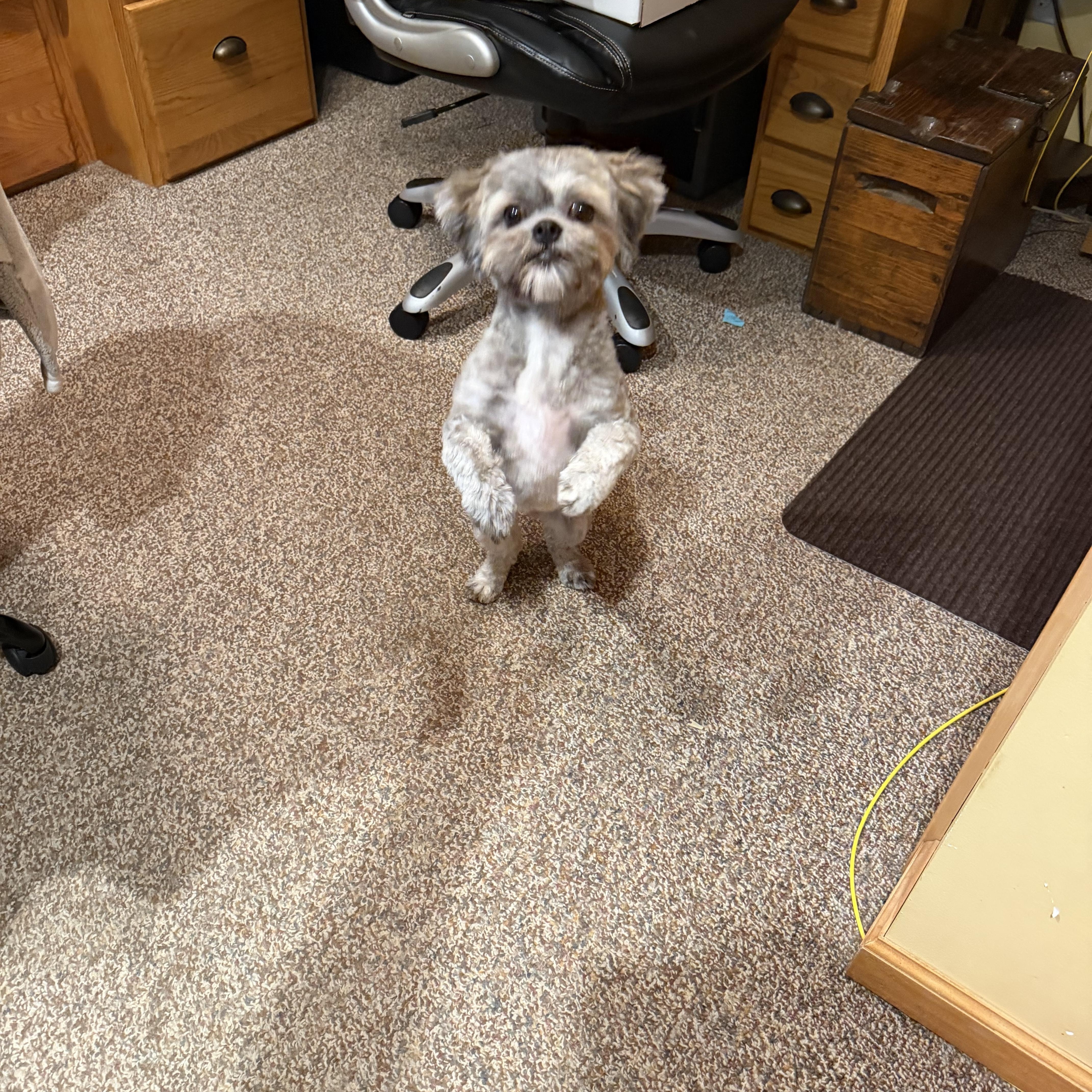 Wicket (CP), an adopted Shih Tzu in Clinton, IL image 2/3