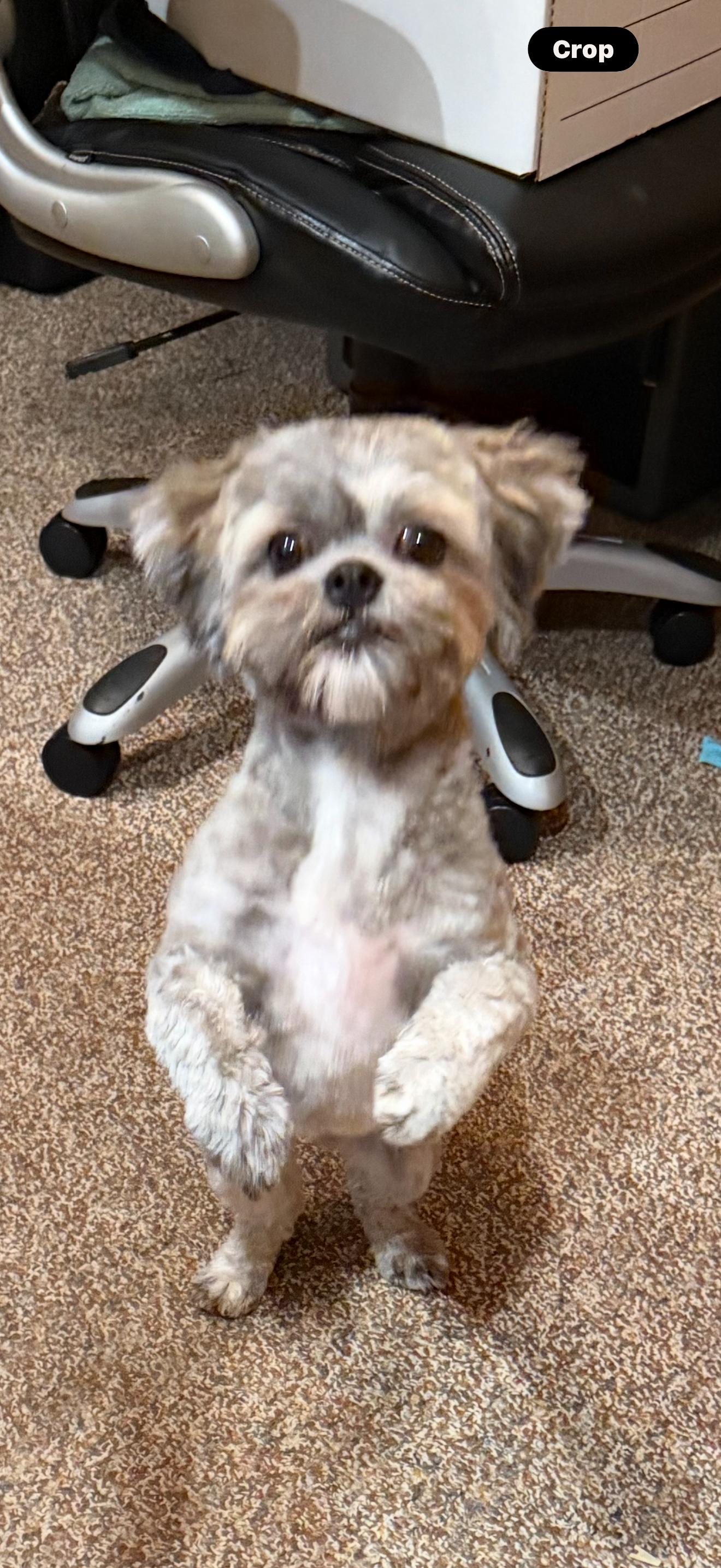 Wicket (CP), an adopted Shih Tzu in Clinton, IL image 3/3