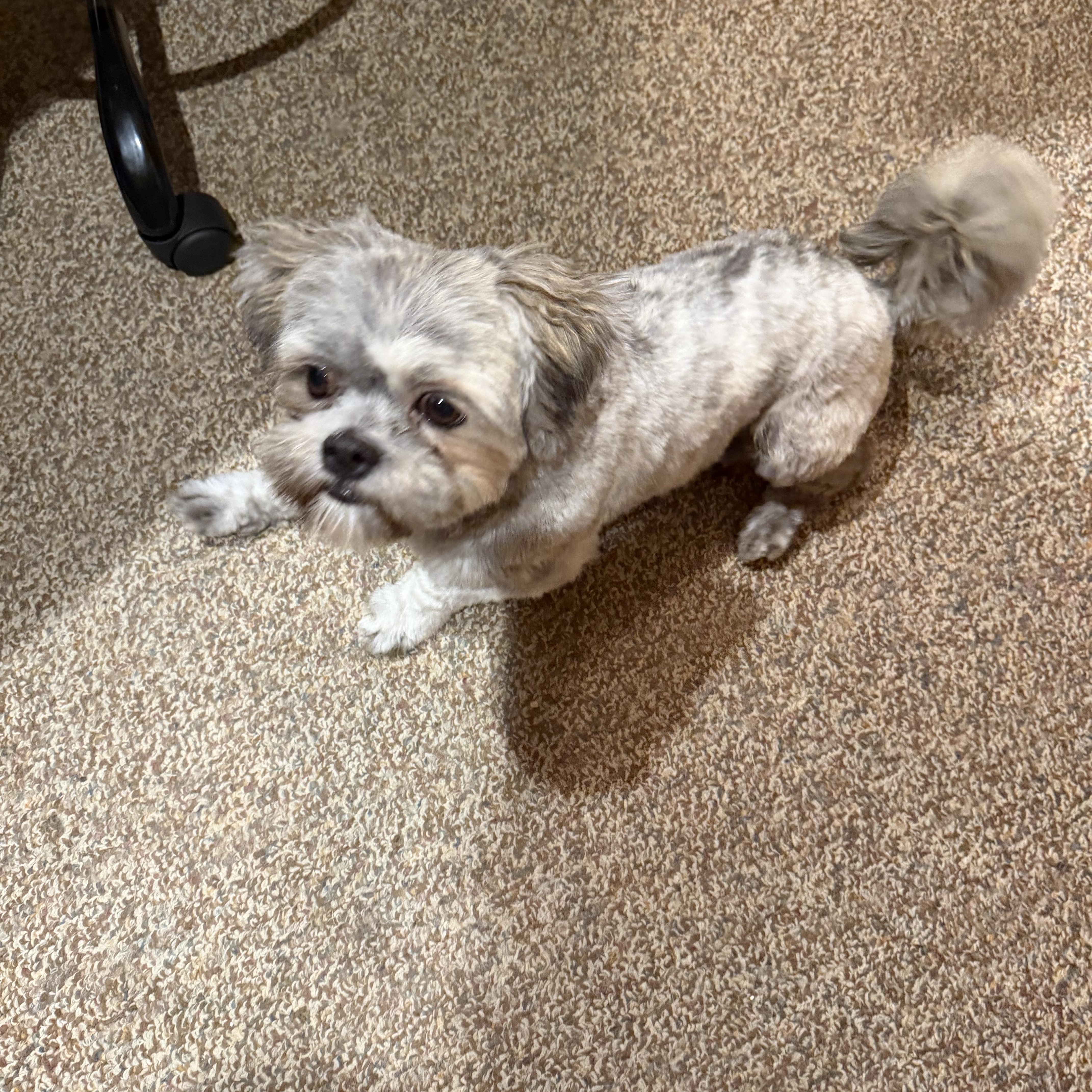 Wicket (CP), an adopted Shih Tzu in Clinton, IL image 1/3