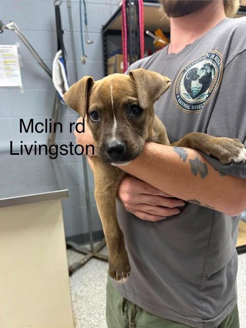 Sharie, Adoptable, Puppy Female Pit Bull Terrier.