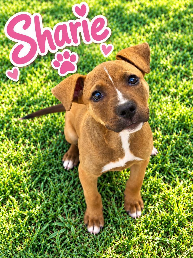 Enlarge Sharie, a Adoptable Pit Bull Terrier in Livingston, LA image 2/2