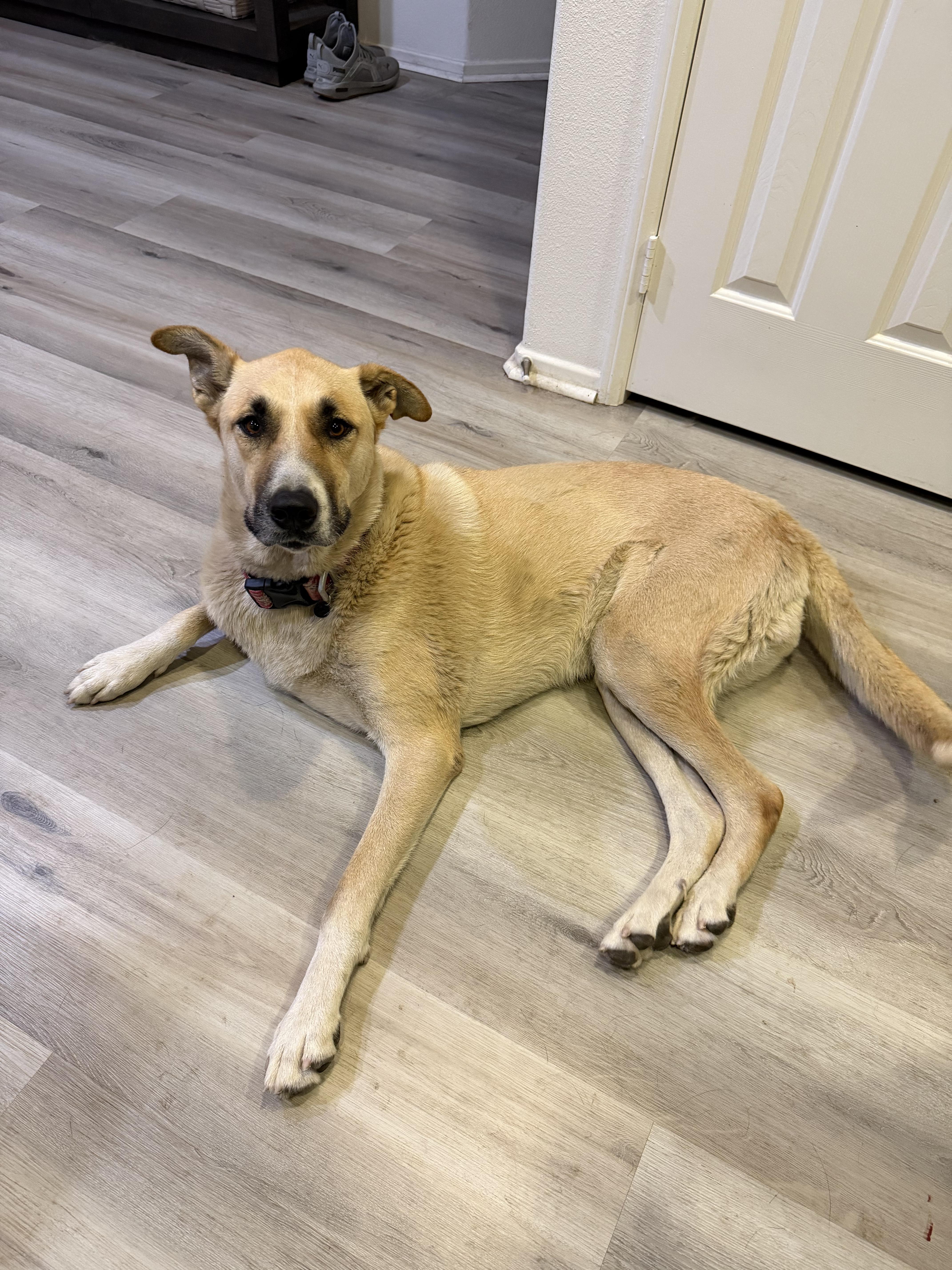 Brandy - a gentle giant who checks all the boxes, a Adoptable Turkish Kangal in Weston, MA image 5/6