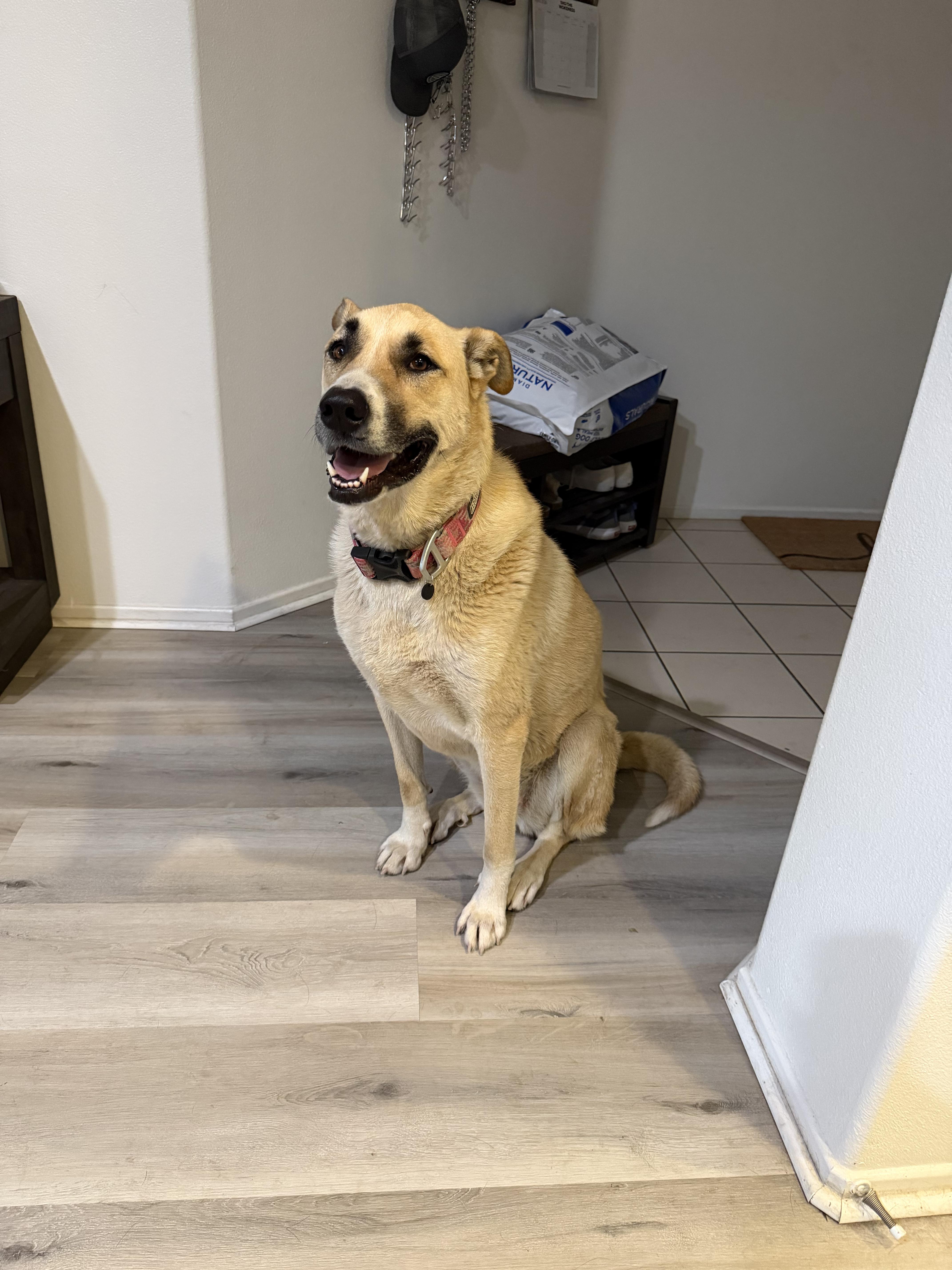 Brandy - a gentle giant who checks all the boxes, a Adoptable Turkish Kangal in Weston, MA image 2/6