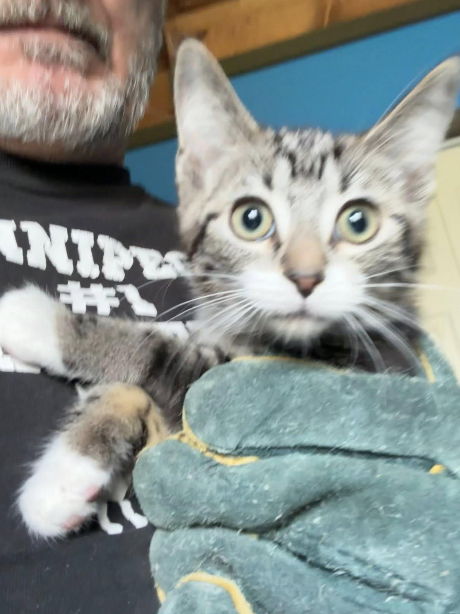 Enlarge Laine, a Adoptable Tabby in Winnipeg, MB image 1/1