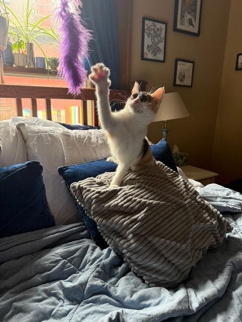 Tink, Adoptable, Young Female Domestic Short Hair.