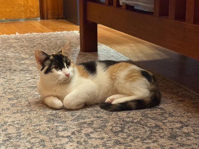 Enlarge Tink, a Adoptable Domestic Short Hair in Aurora, CO image 2/3