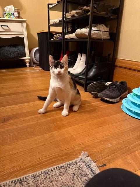 Enlarge Tink, a Adoptable Domestic Short Hair in Aurora, CO image 3/3