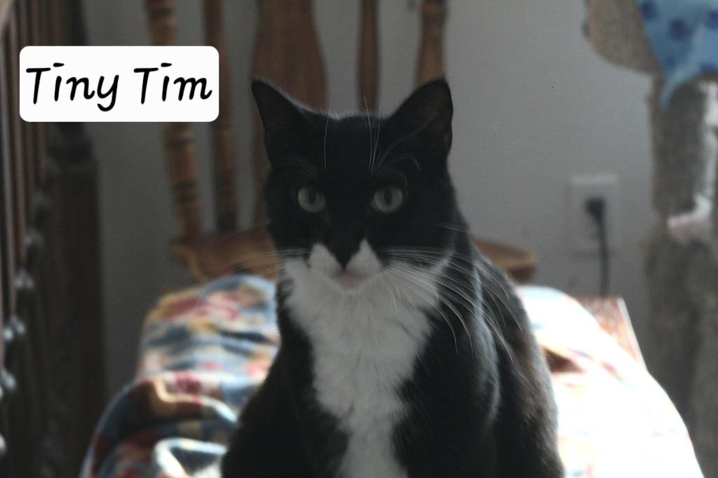 Tiny Tim, Adoptable, Adult Male Domestic Short Hair.
