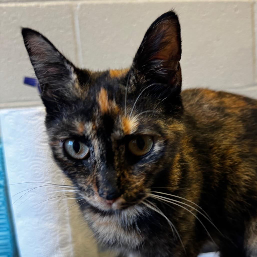 Enlarge Mama Cat, a Adoptable Domestic Short Hair in Hinesville, GA image 1/2