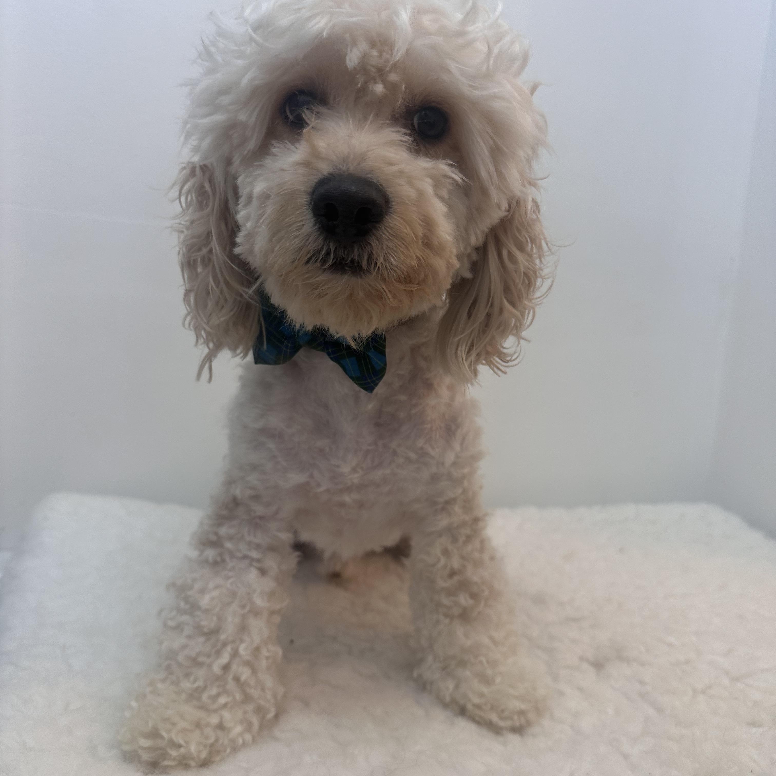 Enlarge Benji, an adopted Cockapoo in Wrightstown, NJ image 2/6