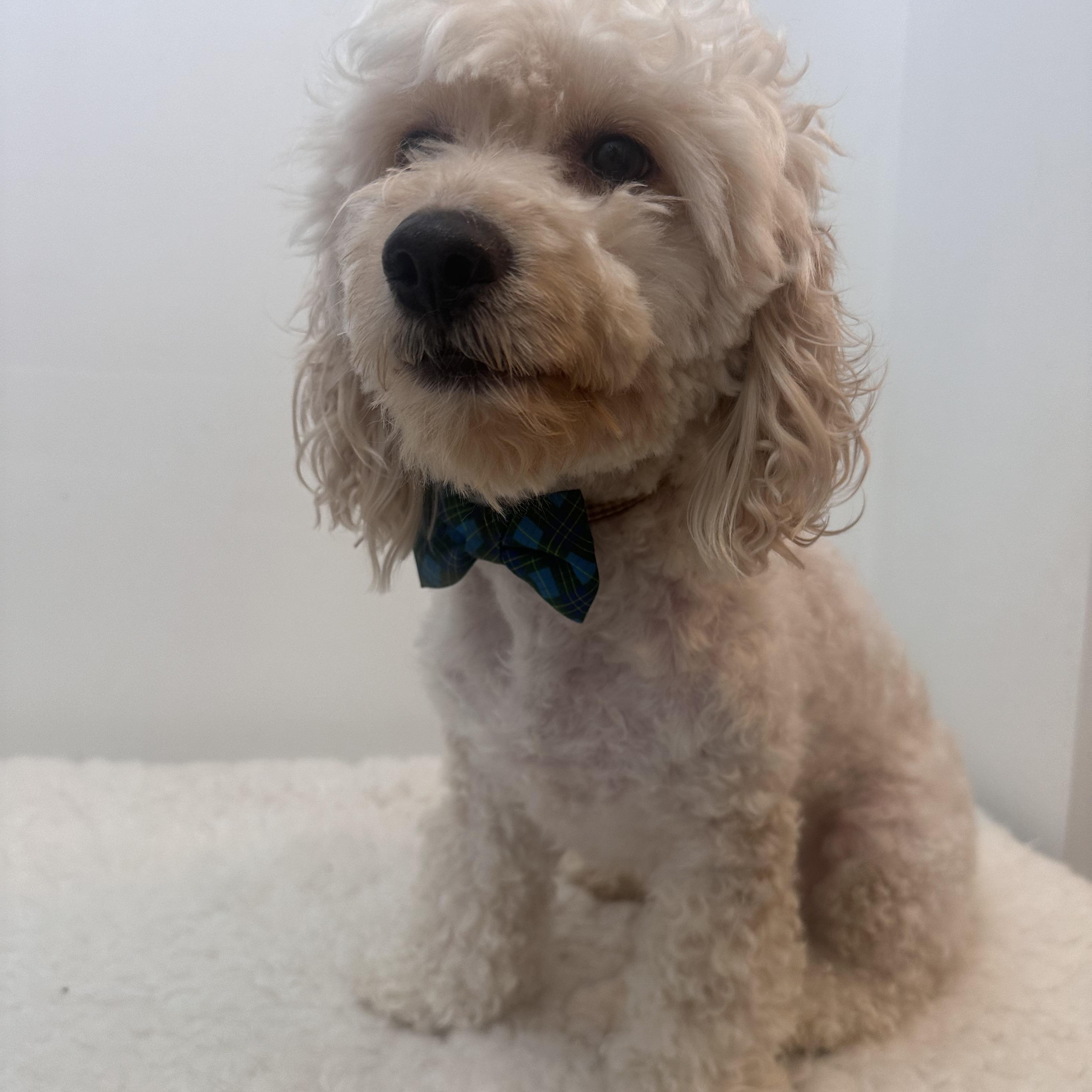 Enlarge Benji, an adopted Cockapoo in Wrightstown, NJ image 5/6