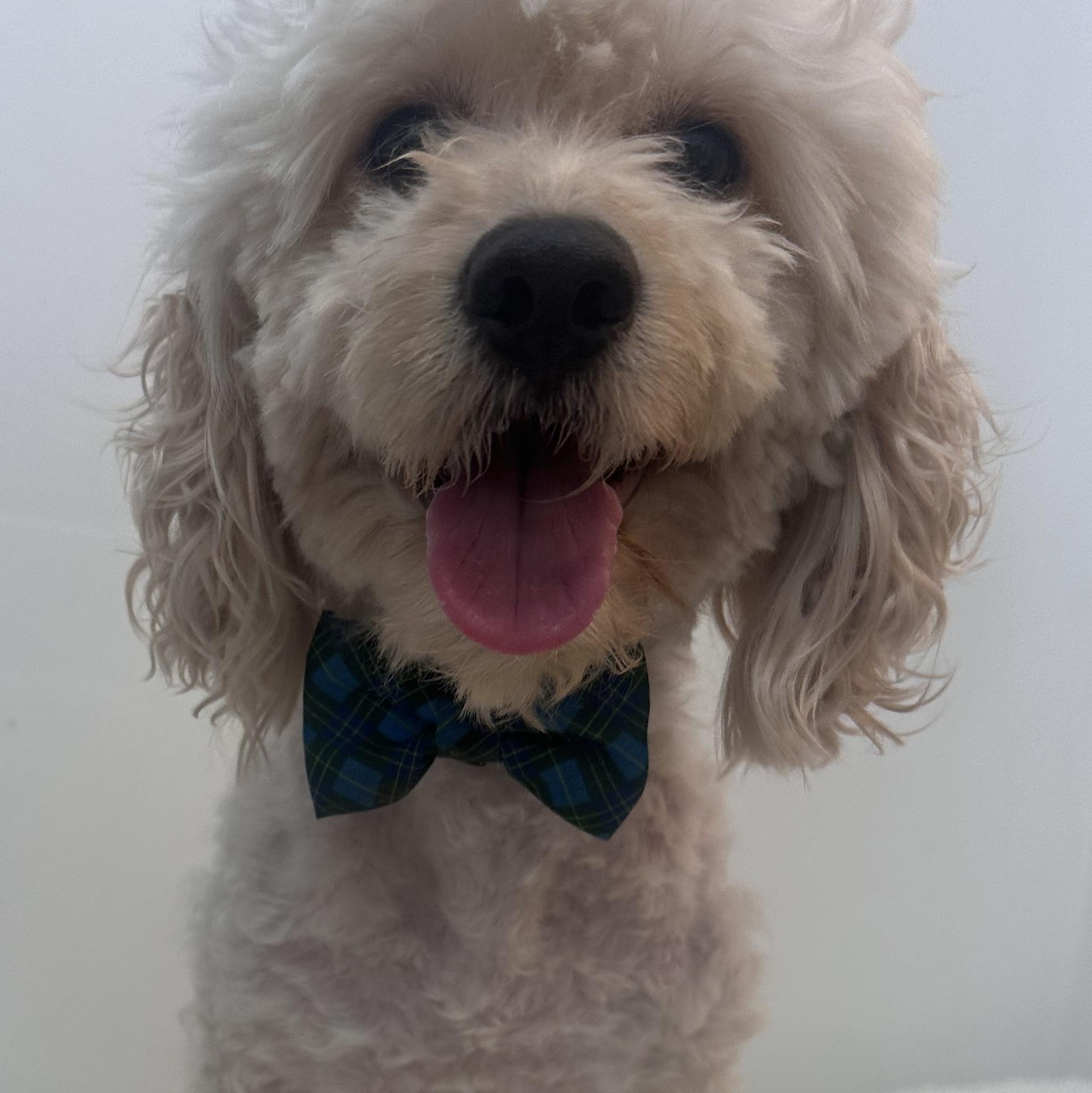 Enlarge Benji, an adopted Cockapoo in Wrightstown, NJ image 3/6
