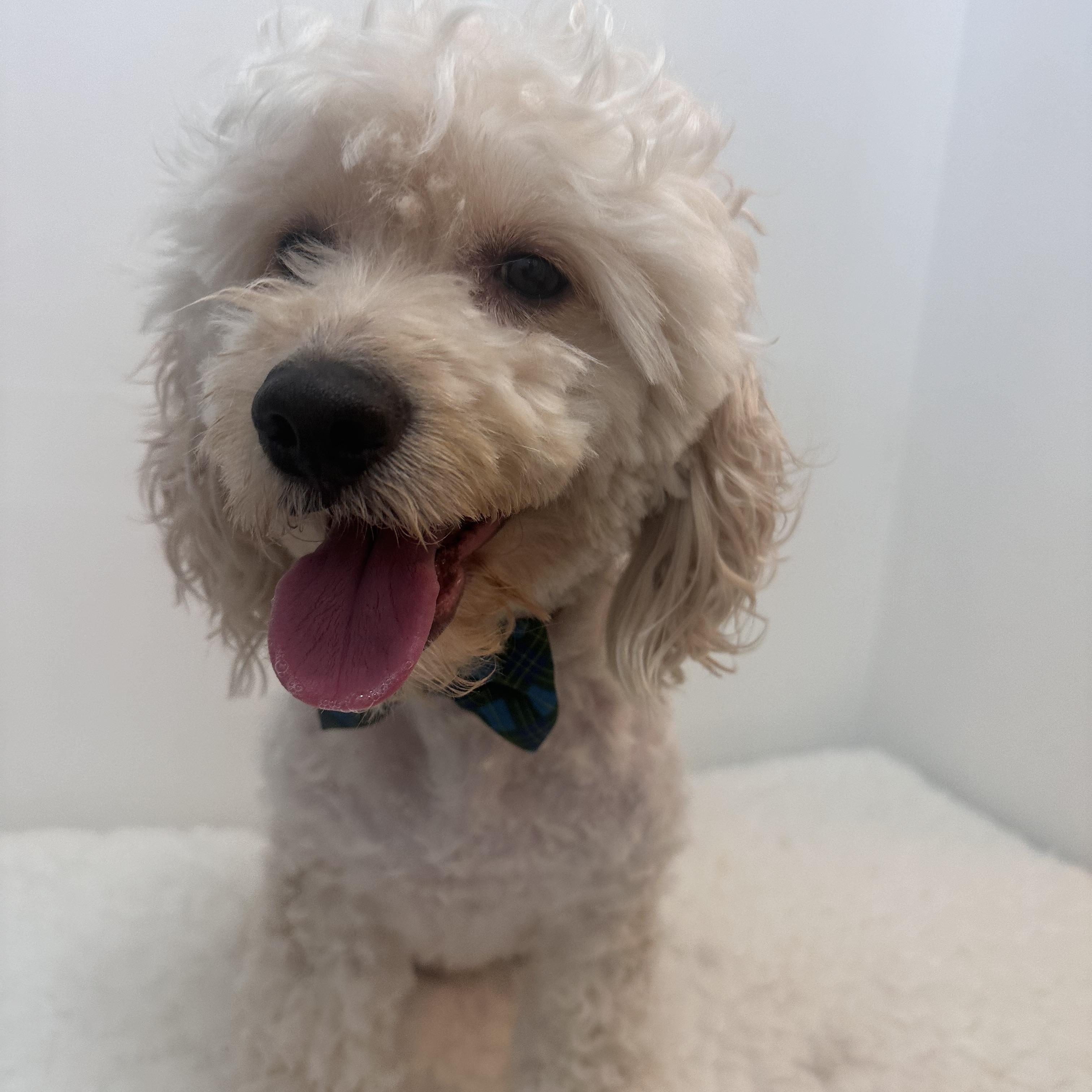 Enlarge Benji, an adopted Cockapoo in Wrightstown, NJ image 4/6