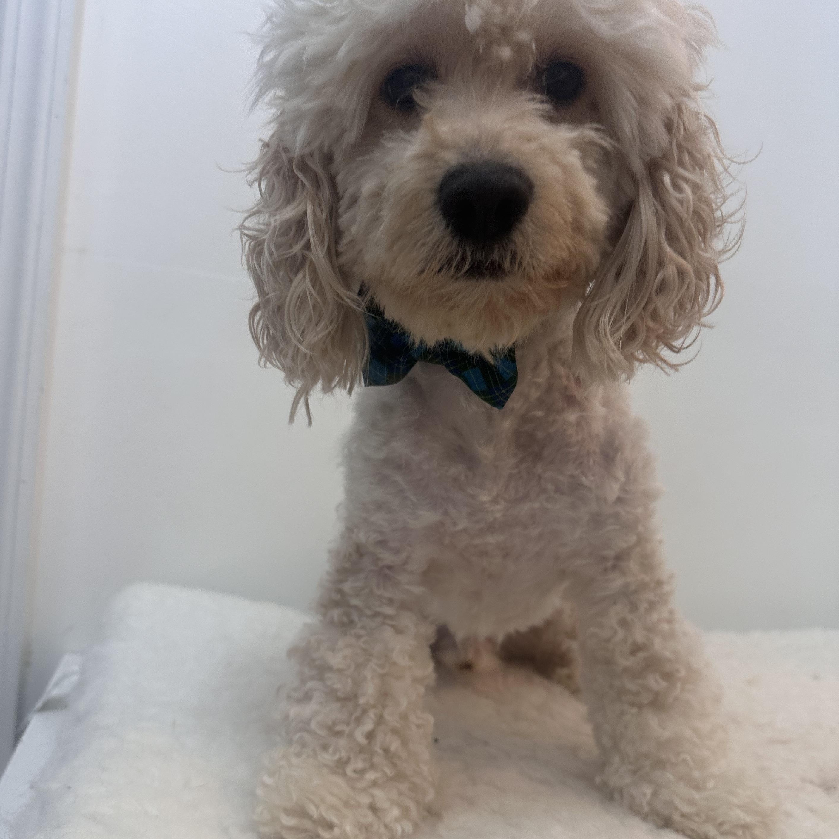 Enlarge Benji, an adopted Cockapoo in Wrightstown, NJ image 6/6