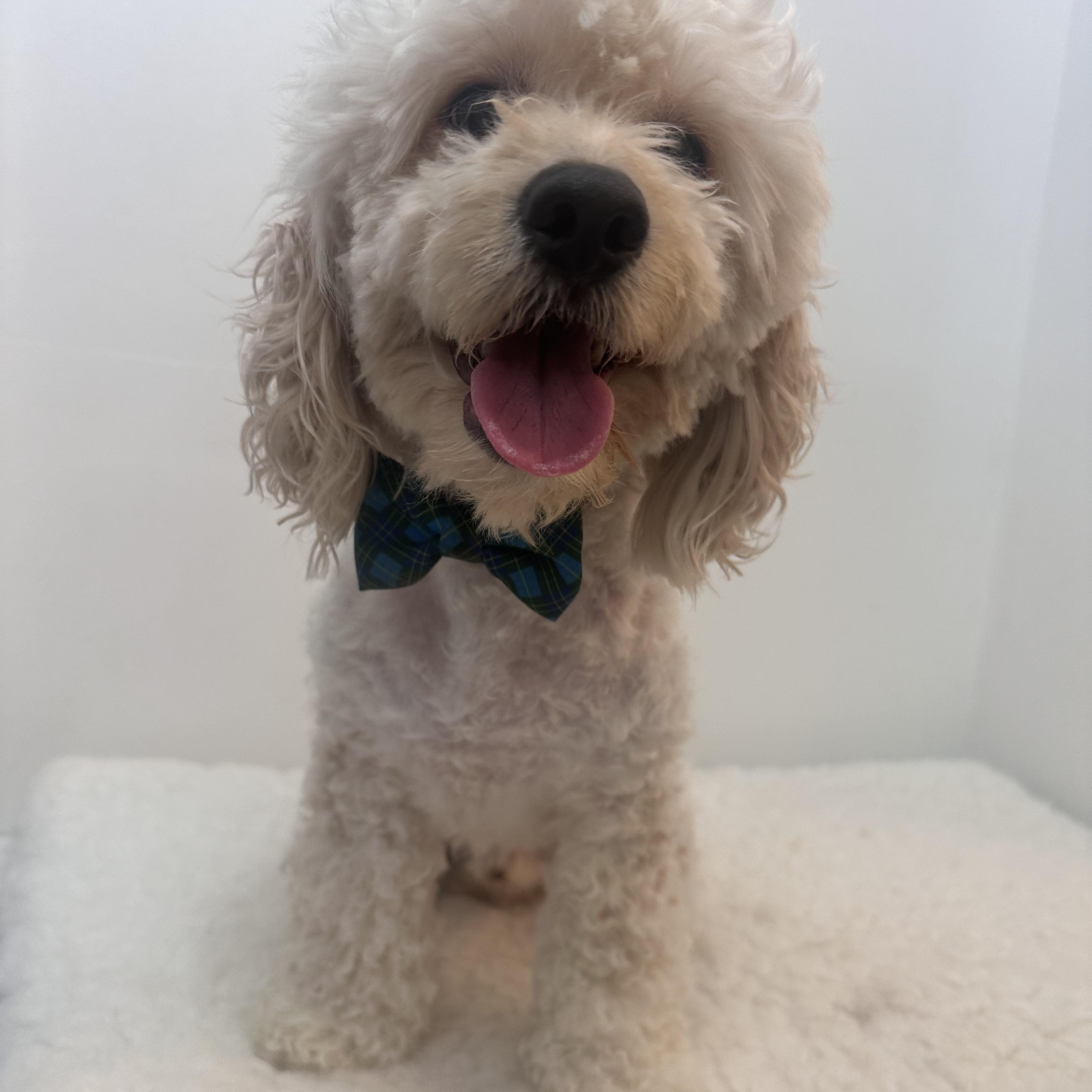 Benji, adopted, Adult Male Cockapoo.