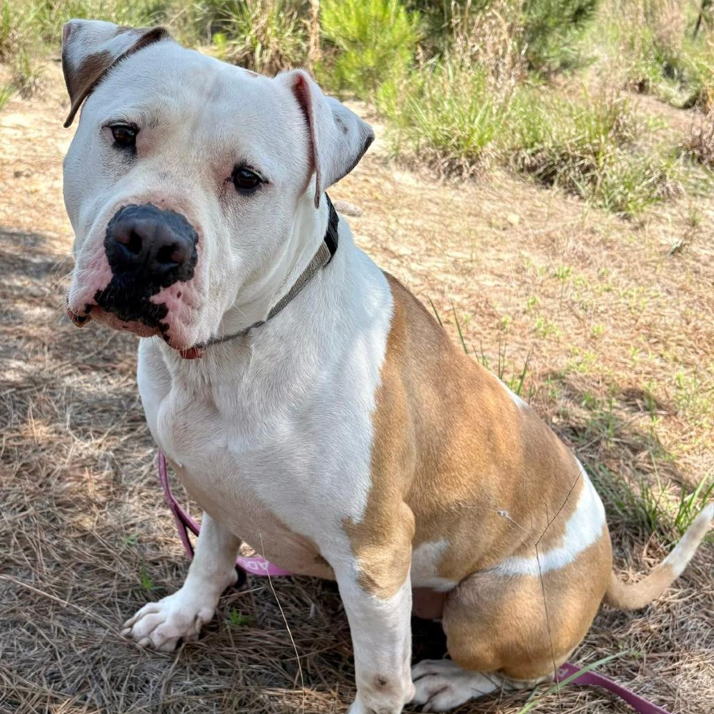 Enlarge Rowen, a Adoptable mixed breed in Marshall, TX image 1/6